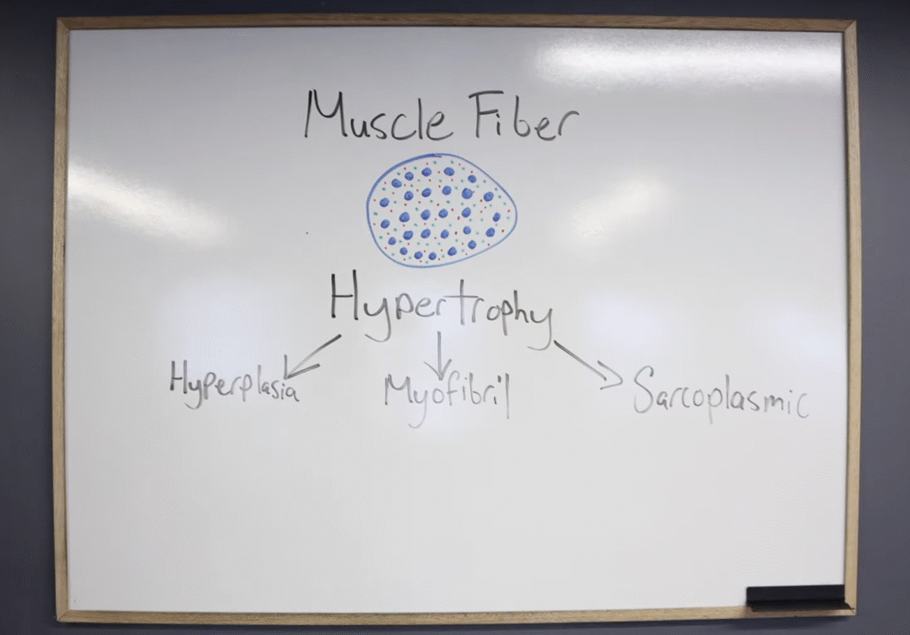 How to Build Muscle: The Science-Based Guide to Hypertrophy - Citizen ...